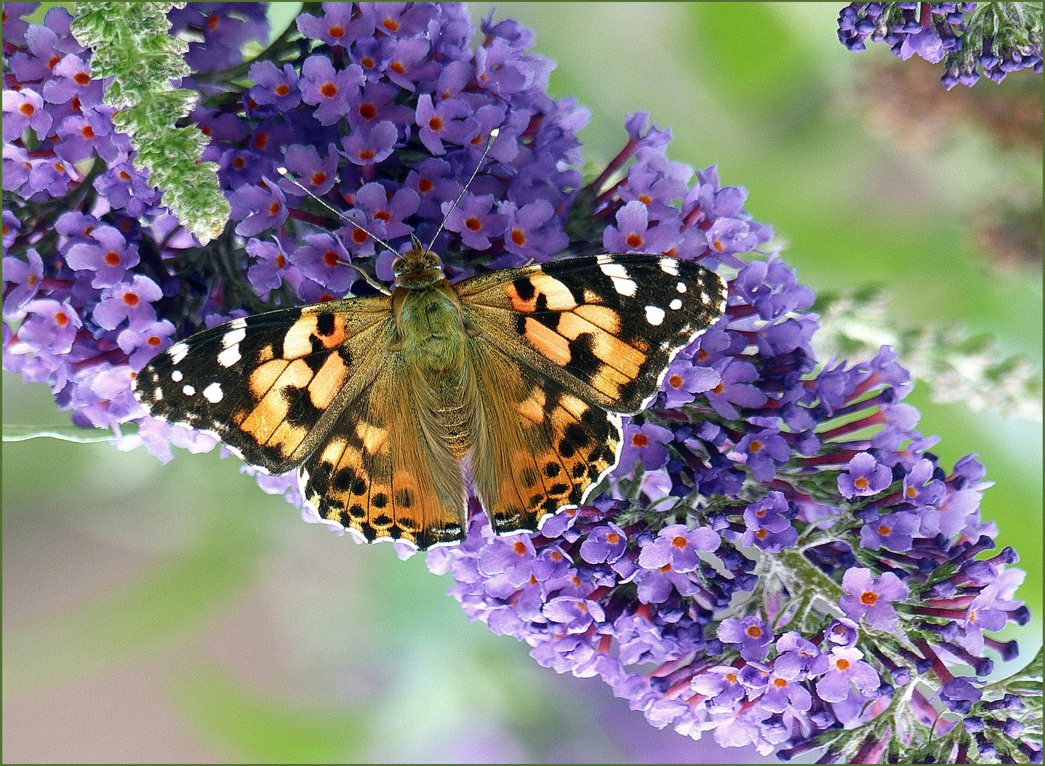 Mariposa sobre  una flor de flieder 