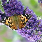 Mariposa sobre  una flor de flieder 