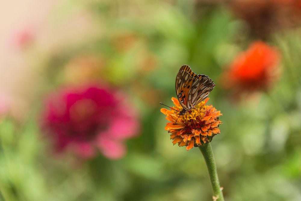 Mariposa solitaria