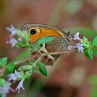 Mariposa sonriente