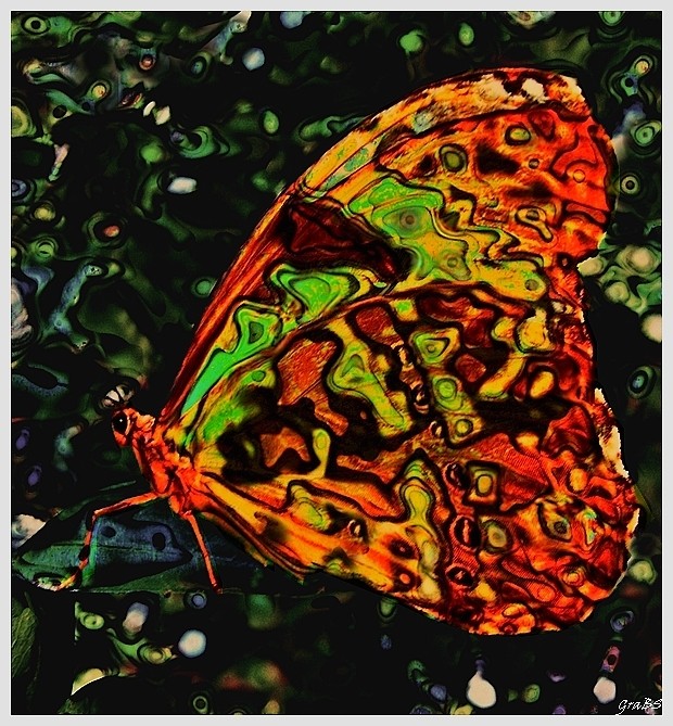 Mariposa Technicolor.