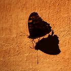 mariposa tomando el sol