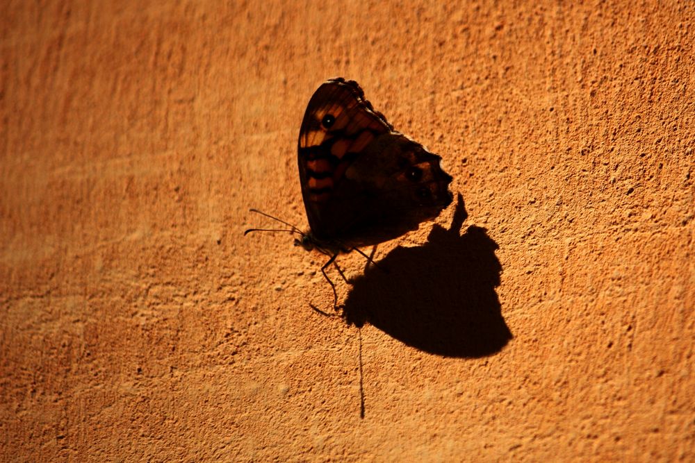 mariposa tomando el sol