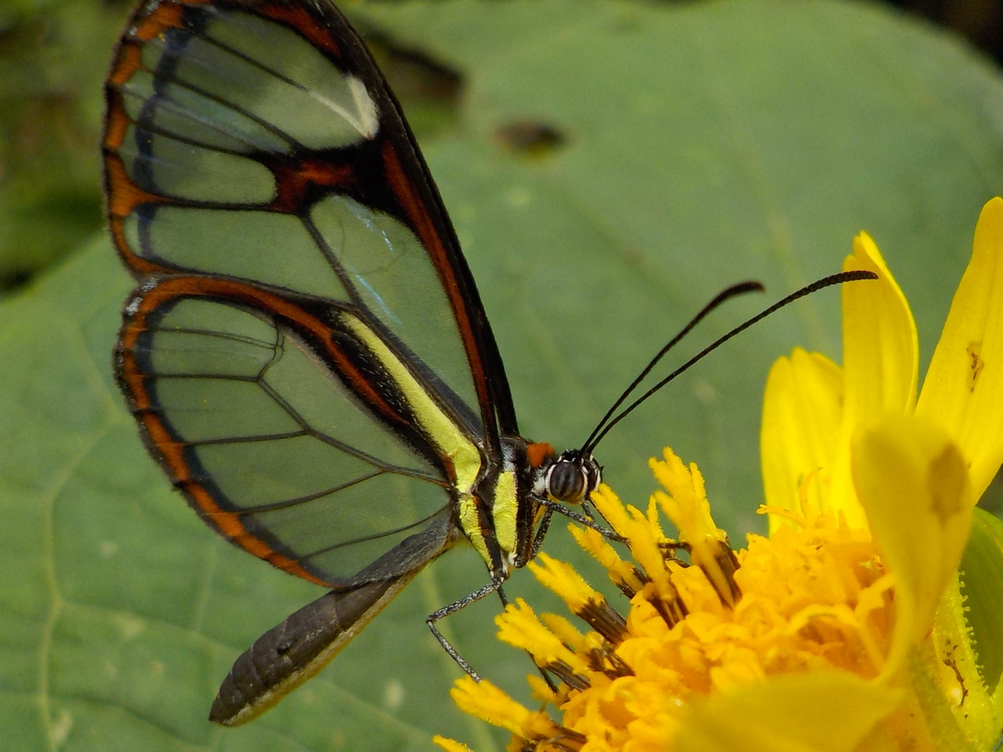 Mariposa transparente