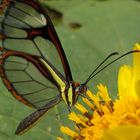 Mariposa transparente