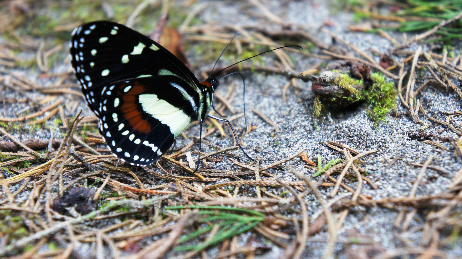 MARIPOSA UCUMARI