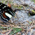 MARIPOSA UCUMARI