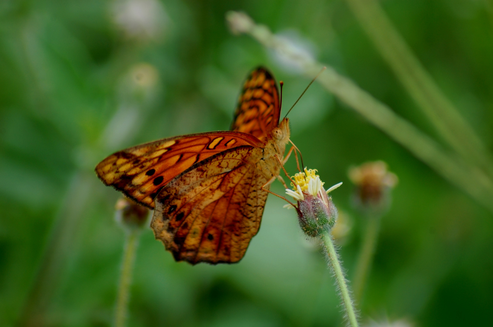 MARIPOSA VAGAROSA