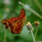 MARIPOSA VAGAROSA