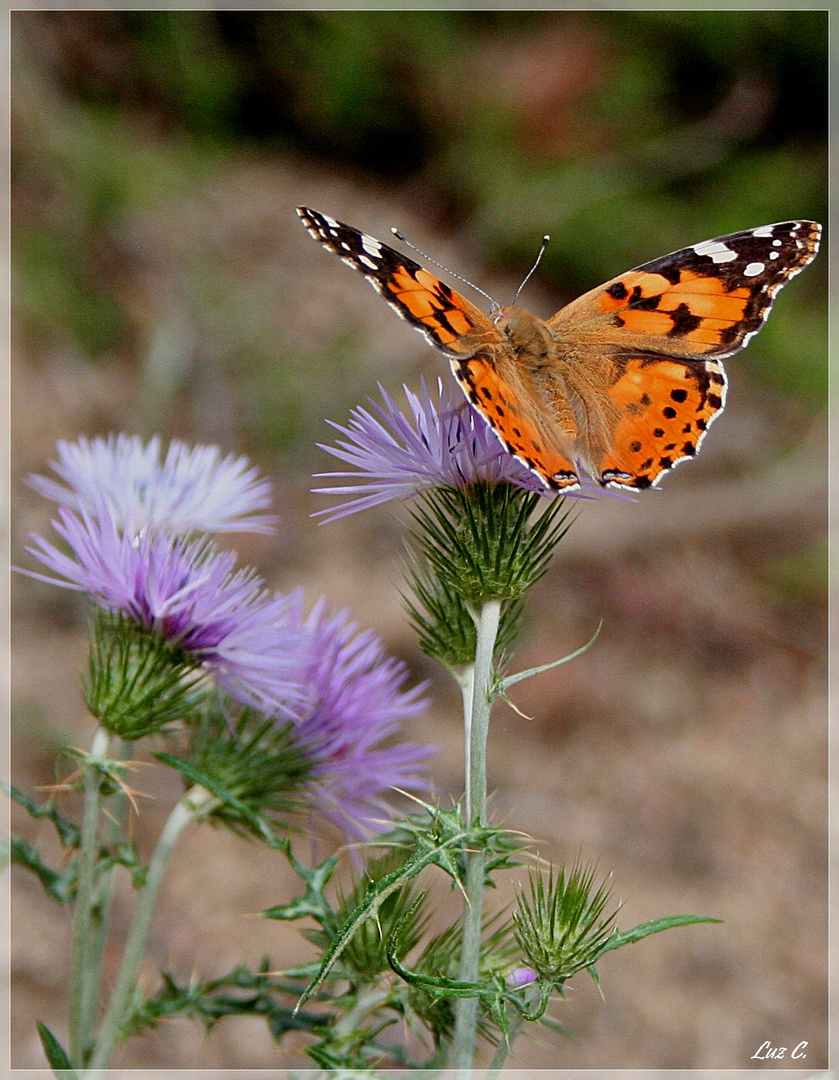 Mariposa Vanessa Cardui