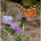 Mariposa Vanessa Cardui