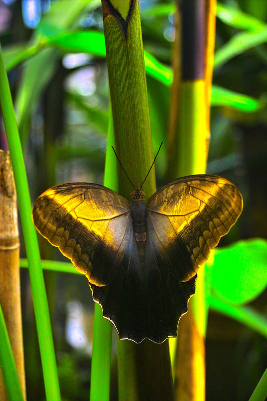 Mariposa verde