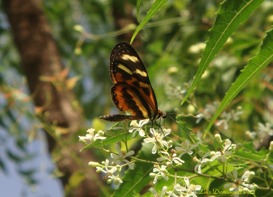 Mariposa VI