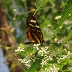 Mariposa VI