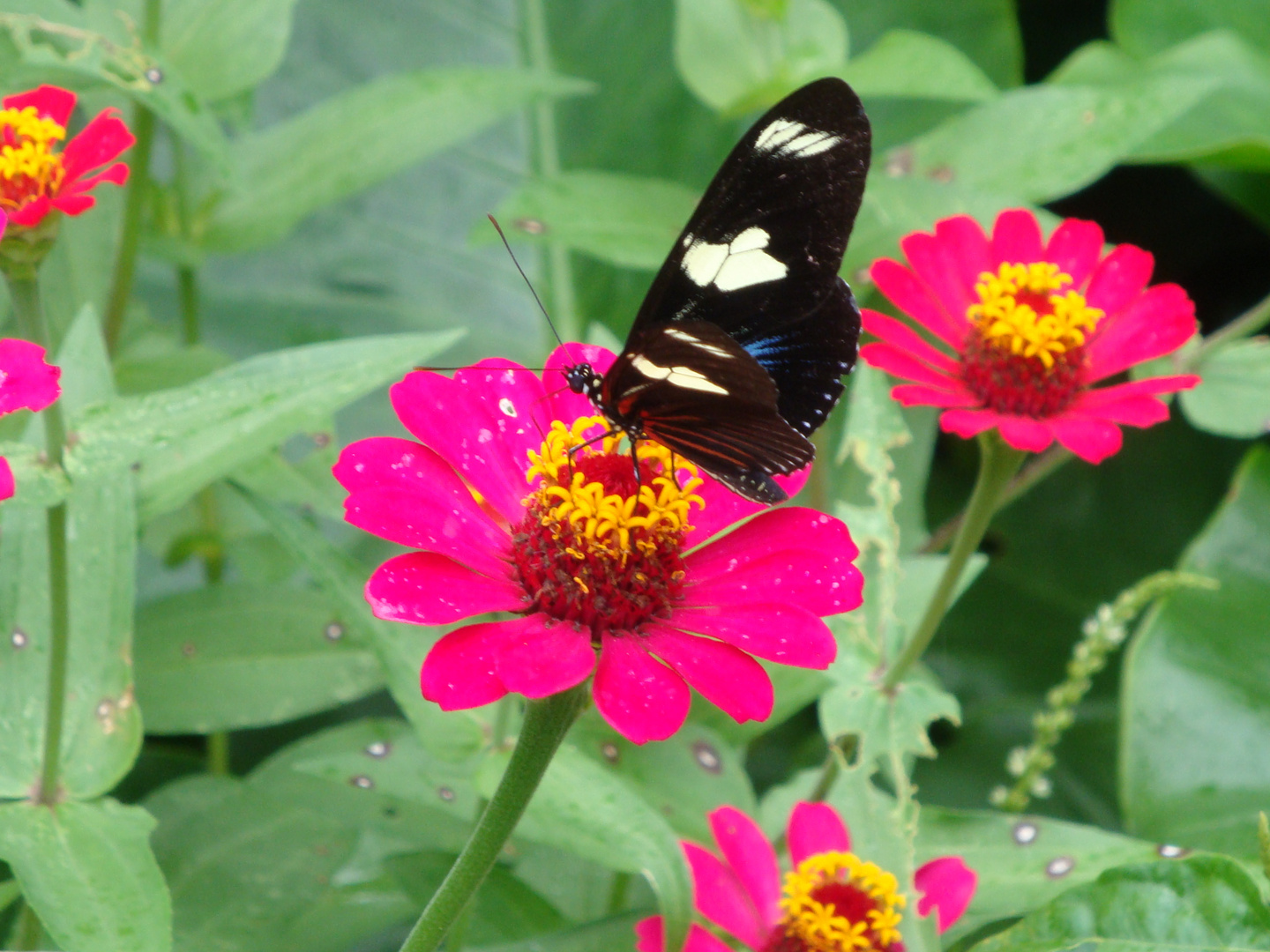 Mariposa viajera