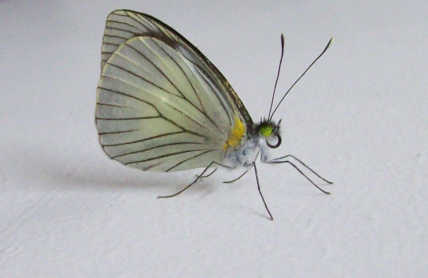 Mariposa Visitante