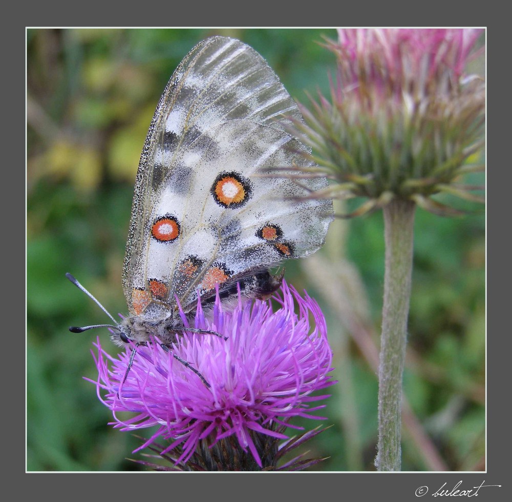 Mariposa, Vuela!!!