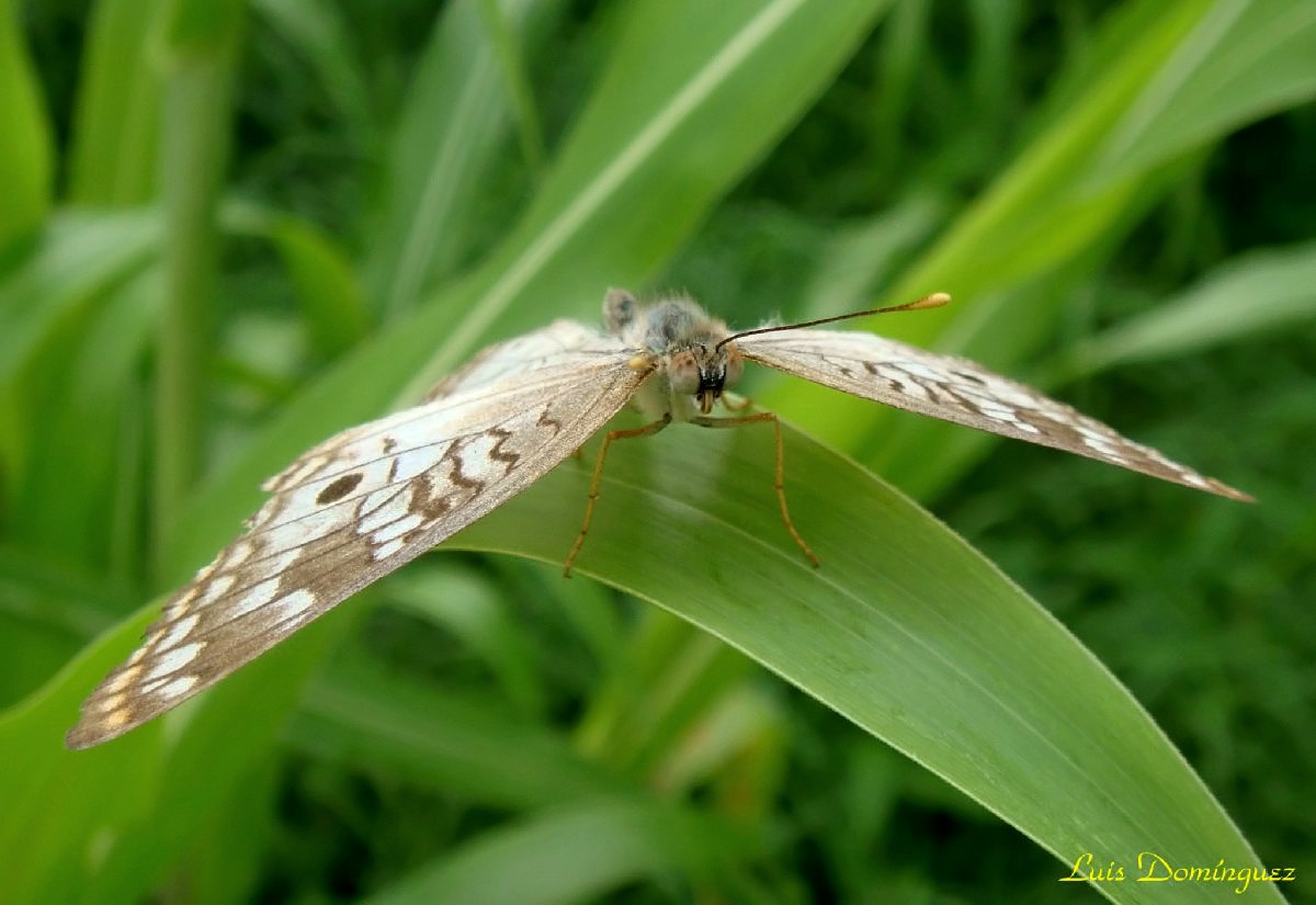 Mariposa XII