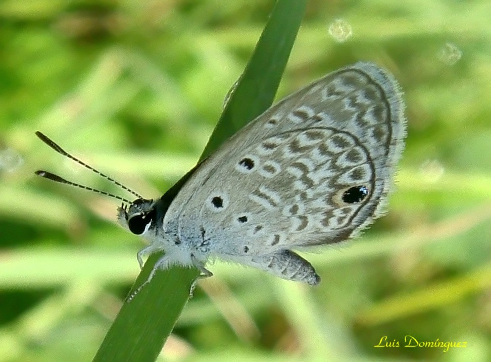 Mariposa XXII