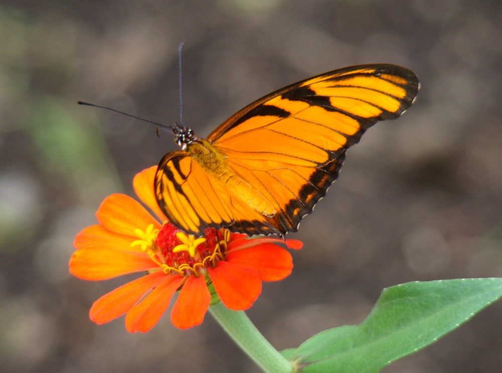 mariposa y flor