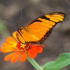 mariposa y flor