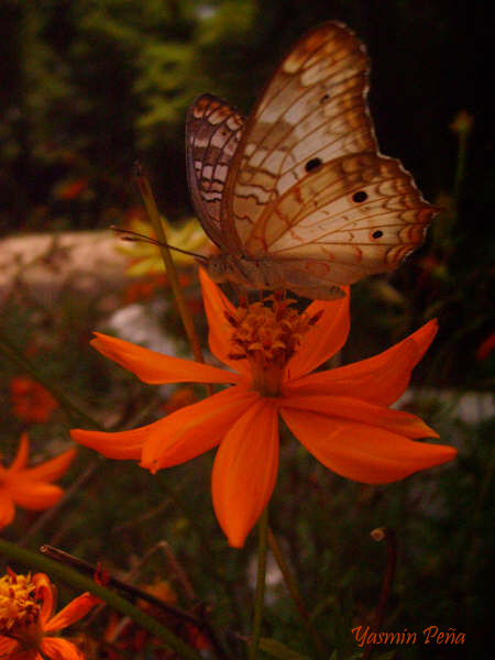 Mariposa y Flor