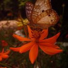 Mariposa y Flor