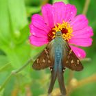 mariposa y flor