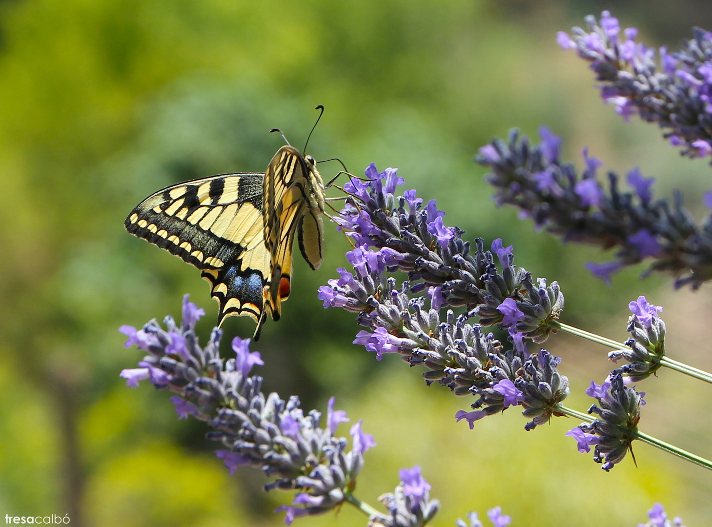 mariposa y lavanda