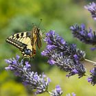 mariposa y lavanda