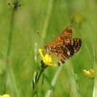 Mariposa y pequeña compañía