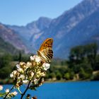 Mariposa y Salvaguardia al fondo