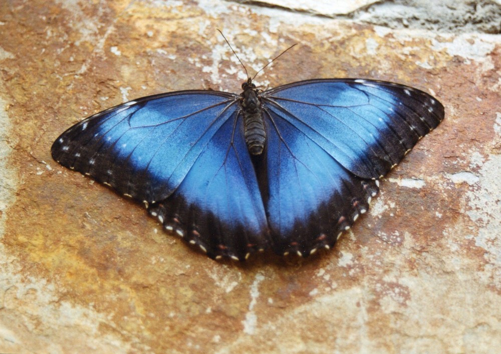 mariposa2