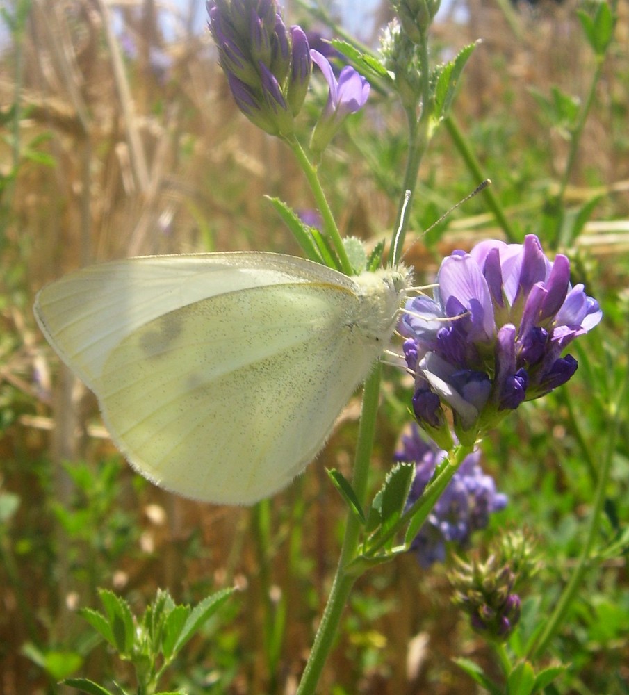 Mariposa...FERNANDO LÓPEZ   fOTOGRAFÍAS...