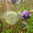 Mariposa...FERNANDO LÓPEZ   fOTOGRAFÍAS...