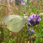 Mariposa...FERNANDO LÓPEZ   fOTOGRAFÍAS...