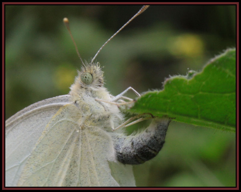 MariposaII