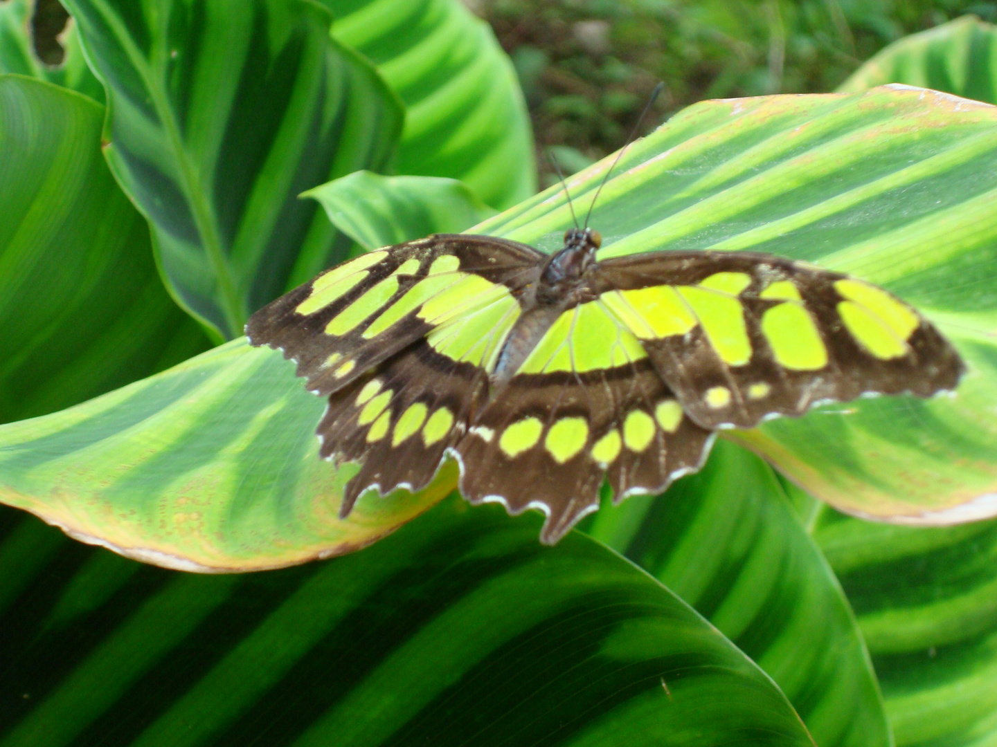 Mariposario