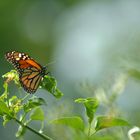 Mariposario