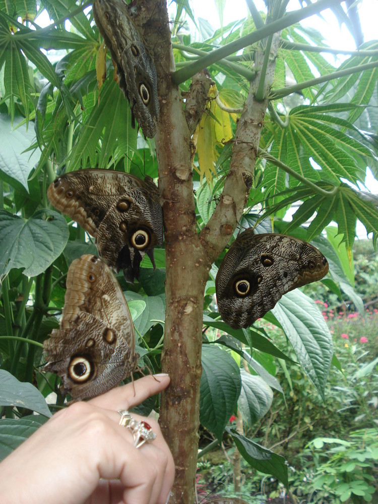 mariposario de armenia "colombia"