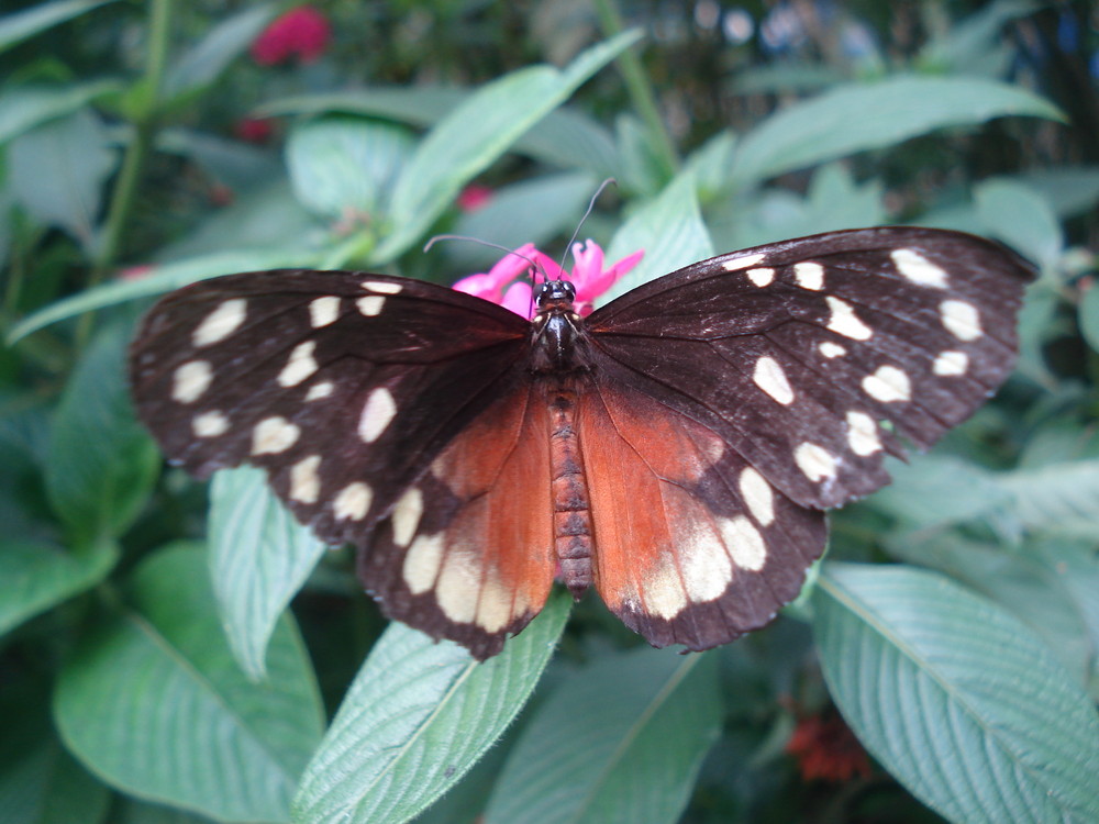 mariposario de armenia quindio colombia