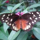 mariposario de armenia quindio colombia