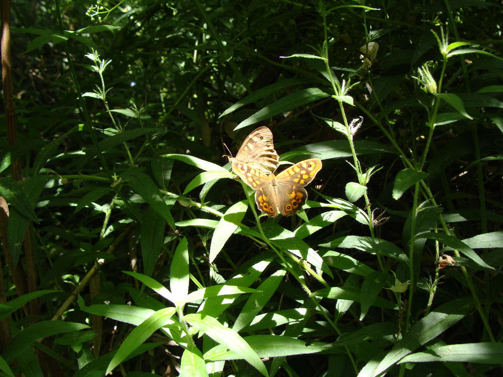 MARIPOSAS