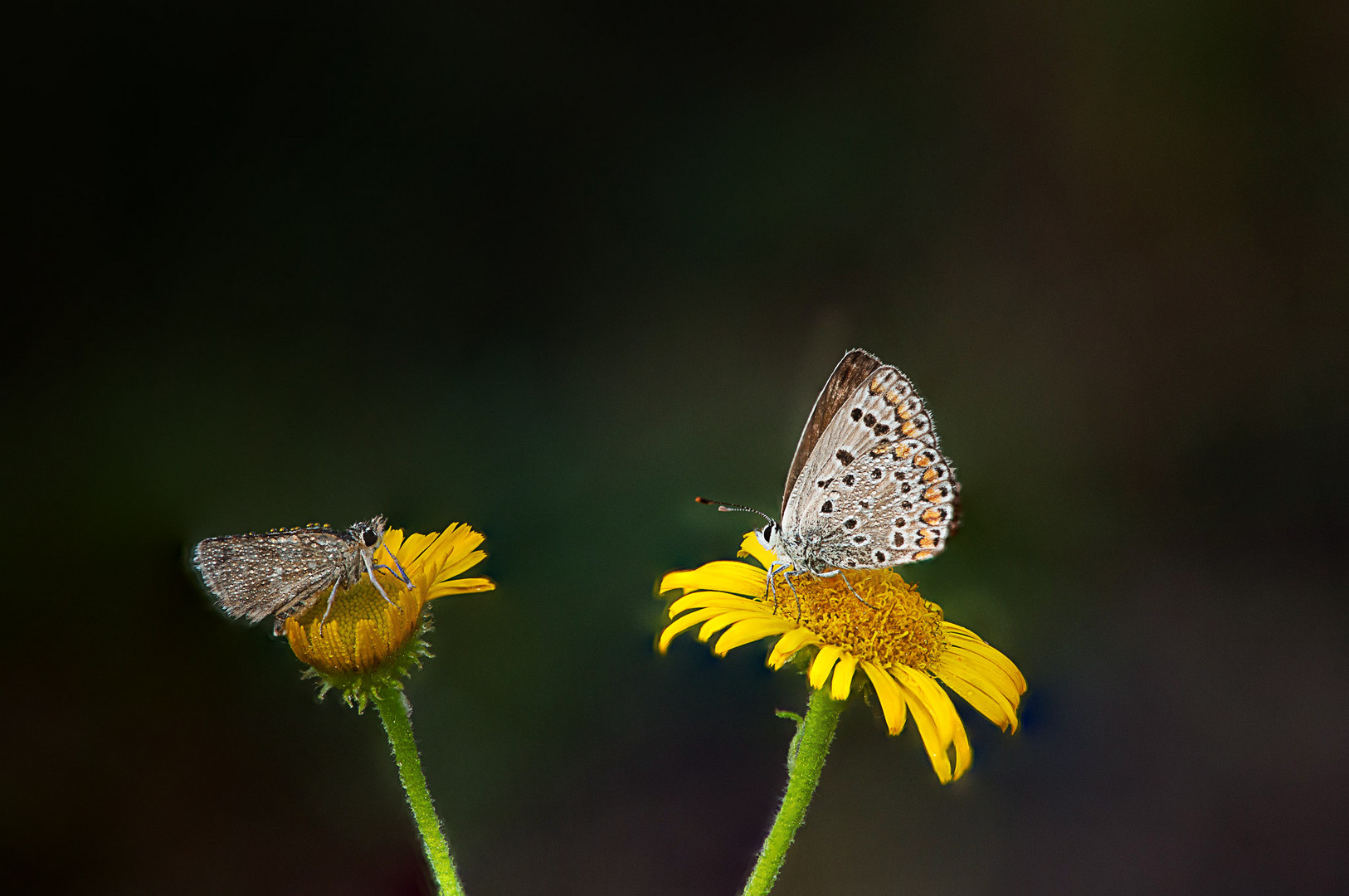 MARIPOSAS