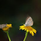 MARIPOSAS