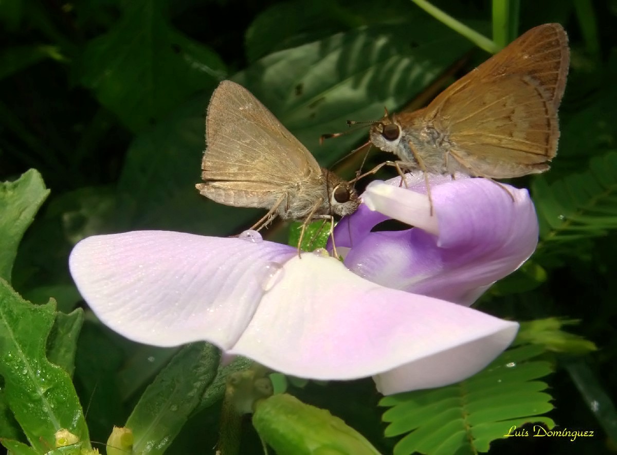 Mariposas