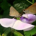 Mariposas