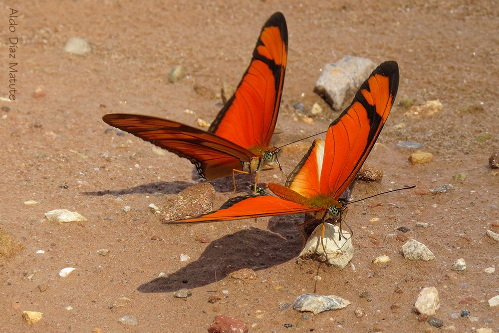 Mariposas