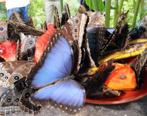 MARIPOSAS