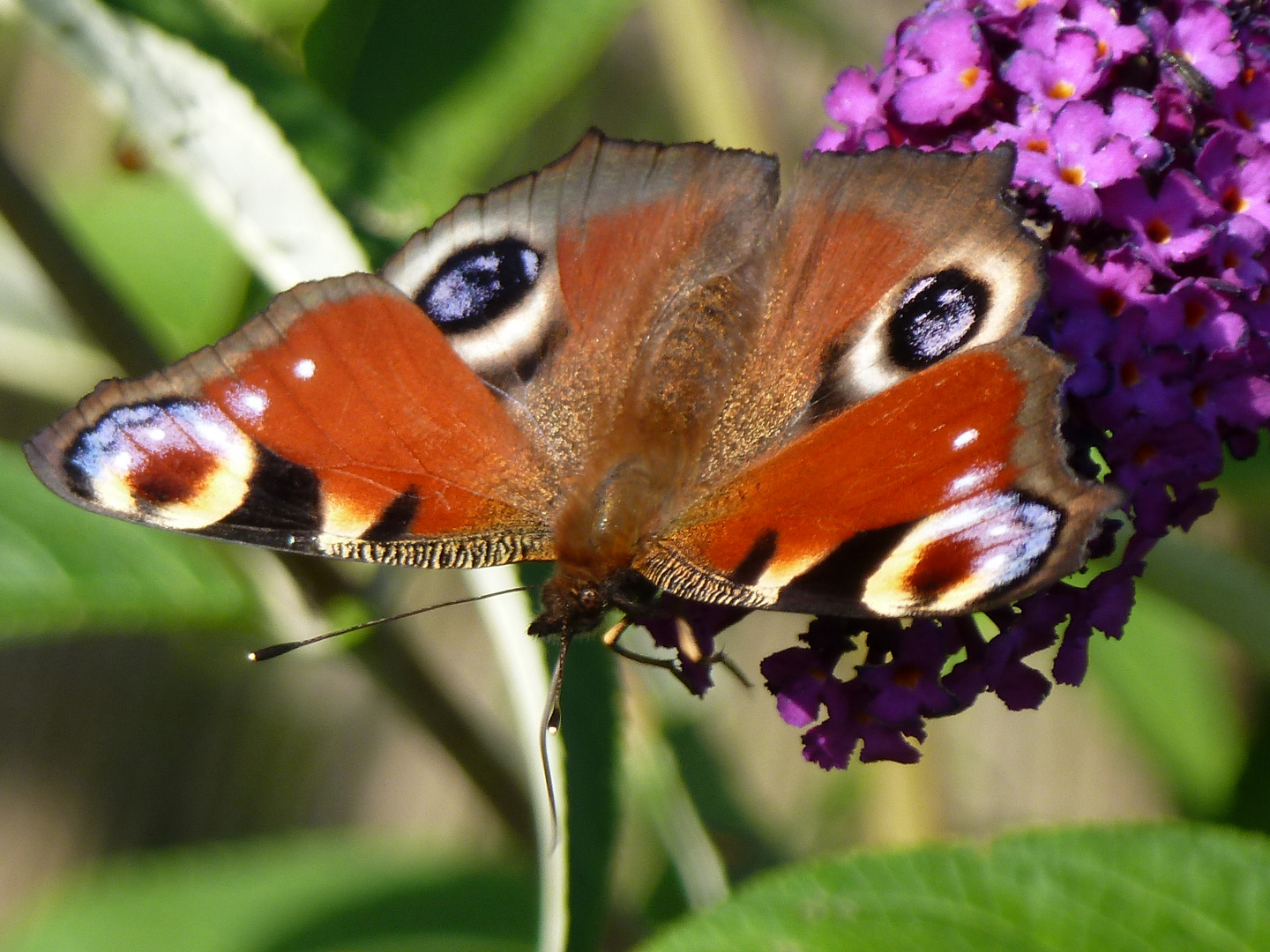 Mariposas